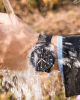 Jollynova - Chronograph Waterproof Quartz Watch